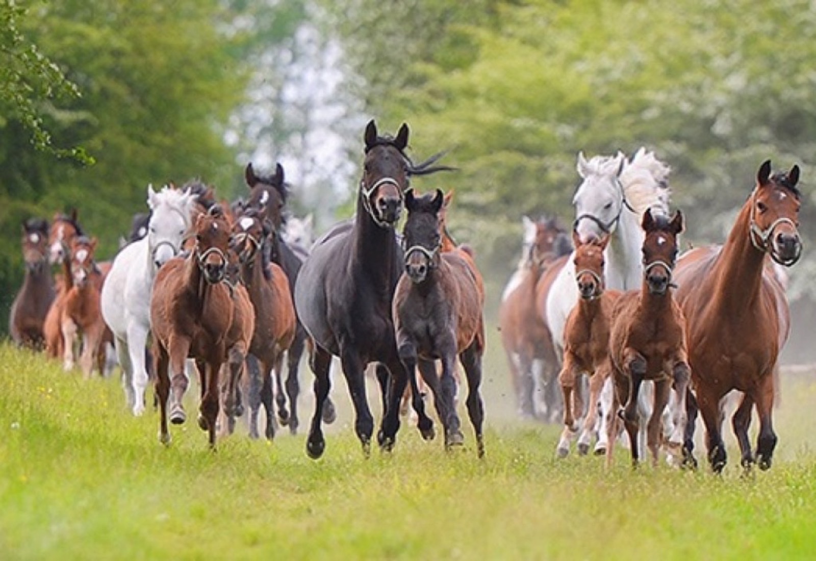 Yeguada Janów Podlaski — caballos y potros